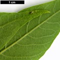 SpeciesSub: var. tanakae